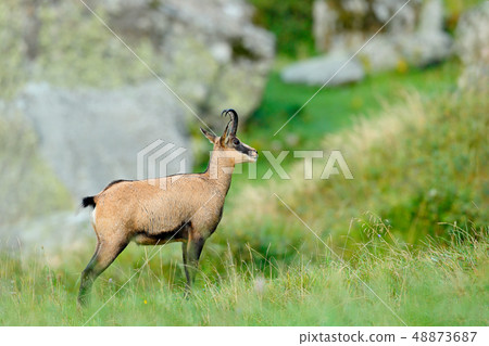 Chamois, Rupicapra rupicapra, in the green grass 48873687