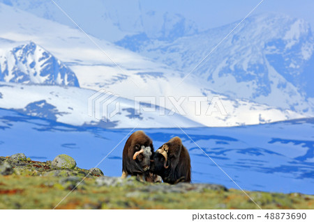 Musk Ox, Ovibos moschatus, with mountain Musk Ox, Ovibos moschatus, with mountain 48873690