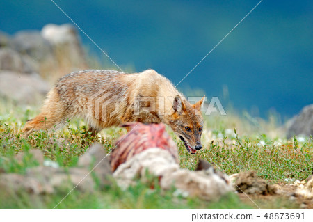 Golden jackal, Canis aureus, feeding scene Golden jackal, Canis aureus, feeding scene 48873691