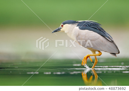 Night heron, Nycticorax nycticorax in the water Night heron, Nycticorax nycticorax in the water 48873692