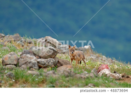 Golden jackal, Canis aureus, feeding scene Golden jackal, Canis aureus, feeding scene 48873694