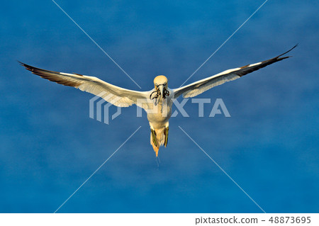 Flying Northern gannet with nesting material 48873695
