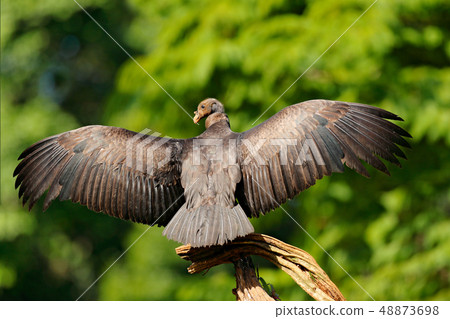 King vulture from Costa Rica, South America 48873698