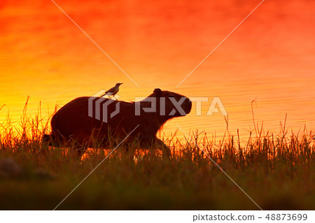Capybara in the lake water with bird Capybara in the lake water with bird 48873699