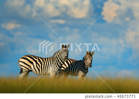 Burchell's zebras Nxai Pan National Park, Botswana Burchell's zebras Nxai Pan National Park, Botswana 48873771