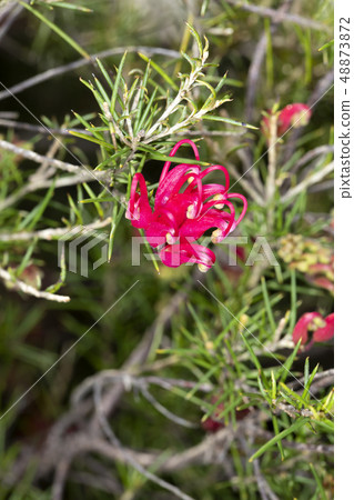 Grevillea Scarlet Sprite 48873872