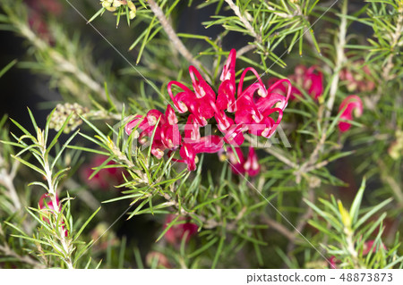 Grevillea Scarlet Sprite 48873873