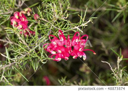 Grevillea Scarlet Sprite 48873874