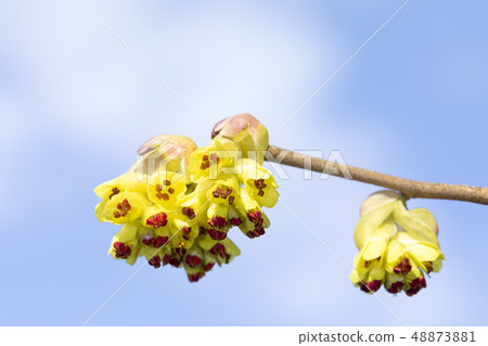 Toshi鐮刀 Toshi鐮刀 48873881