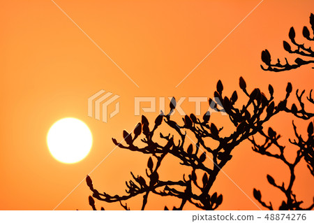 玉蘭花蕾等待著白天盛開的花朵，產生一個美麗的輪廓是發光的。 48874276