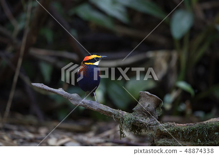 Adult male Malayan banded pitta (Hydrornis irena) 48874338