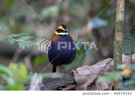 Adult male Malayan banded pitta (Hydrornis irena) 48874342