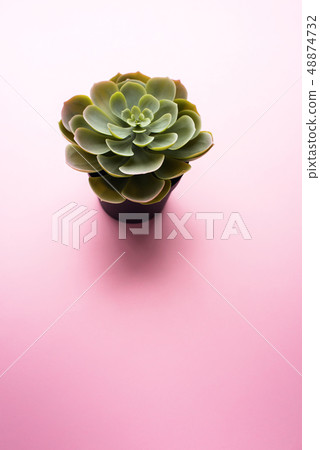 One lonely plastic succulent on pink background One lonely plastic succulent on pink background 48874732