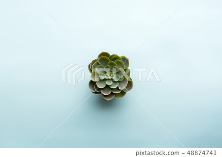 One lonely plastic succulent on blue background One lonely plastic succulent on blue background 48874741
