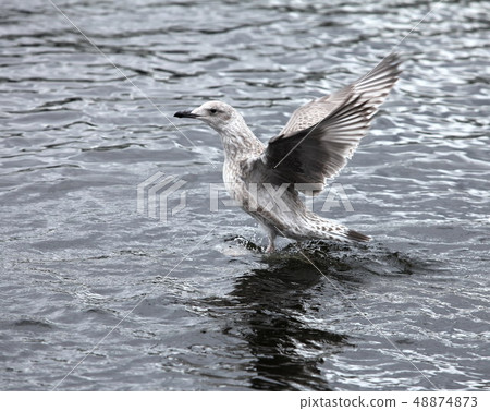 gray gull flies up 48874873