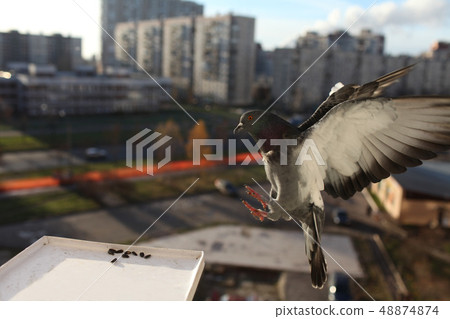 city pigeon flies 48874874