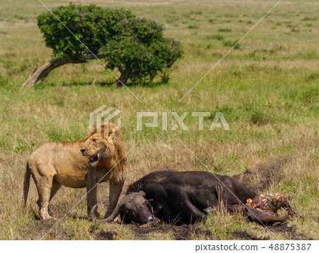 East african lion protecting his cape buffalo prey 48875387