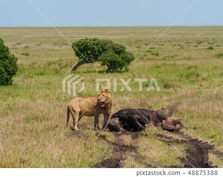 East african lion protecting his cape buffalo prey 48875388