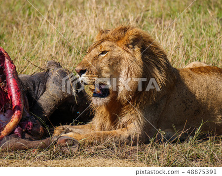 East african lion protecting his cape buffalo prey 48875391