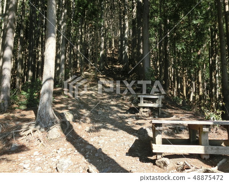 Cedar forest and mountain trail to Takamizu Sanzan and Takamizuyama (Okutama, Tokyo) Cedar forest and mountain trail to Takamizu Sanzan and Takamizuyama (Okutama, Tokyo) 48875472