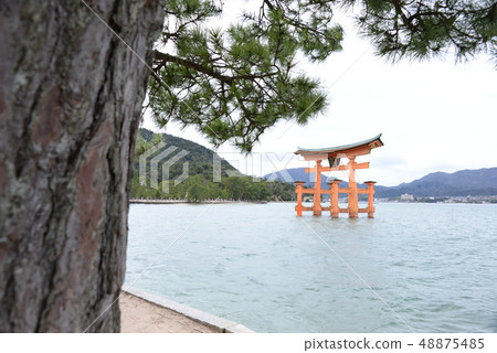 Torii of Izumo Taisha Torii of Izumo Taisha 48875485