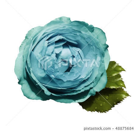 Turquoise flower roses on  isolated background  48875684
