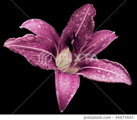 Pink flower lily black isolated background  48875685