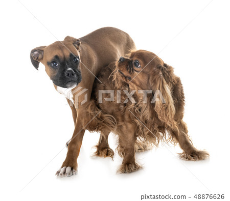 puppy boxer and cavalier king charles 48876626