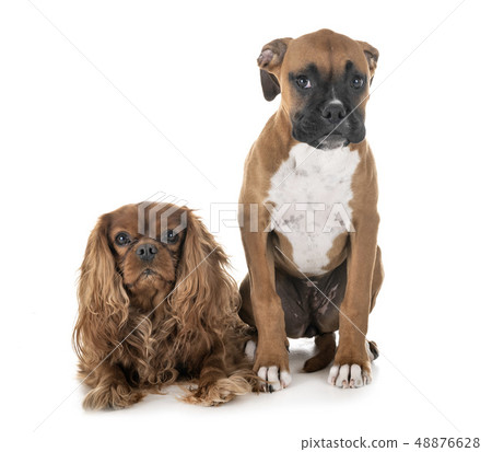 puppy boxer and cavalier king charles puppy boxer and cavalier king charles 48876628