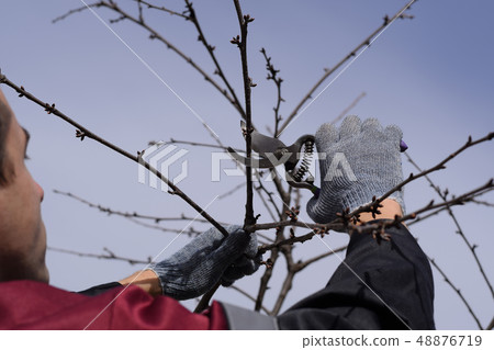 Trimming tree with a cutter. Spring pruning of fruit trees. Trimming tree with a cutter. Spring pruning of fruit trees. 48876719