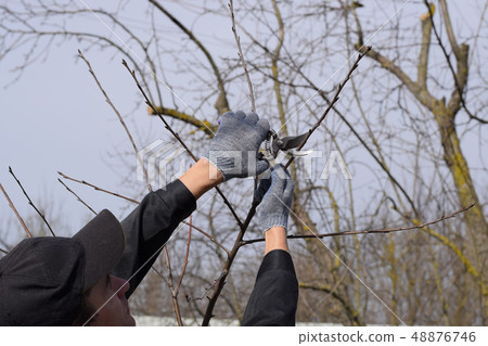 Trimming tree with a cutter. Spring pruning of fruit trees. 48876746