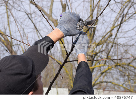 Trimming tree with a cutter. Spring pruning of fruit trees. Trimming tree with a cutter. Spring pruning of fruit trees. 48876747