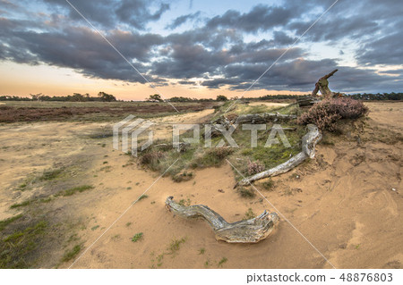 Sunset over logs in sand dunes of Hoge Veluwe 48876803
