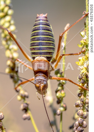 Saddle backed bush cricket 48876808