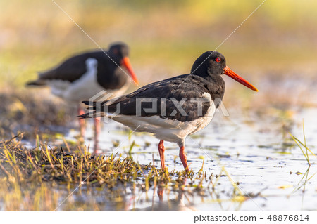Pied Oystercatcher couple on river bank 48876814