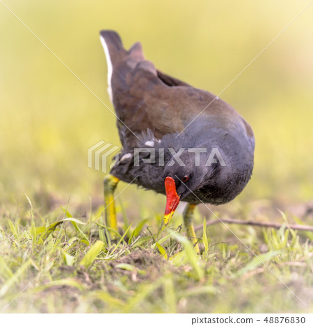 Common Moorhen running on bank Common Moorhen running on bank 48876830