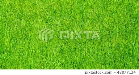 Grass lawn natural texture. Green grass background. 48877124