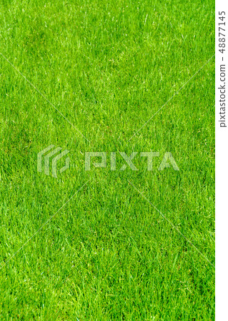 Grass lawn natural texture. Green grass background. 48877145