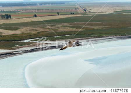 Aerial view of seagulls flying on sea Aerial view of seagulls flying on sea 48877478