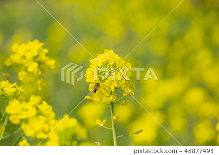 Rape blossoms and bees Rape blossoms and bees 48877493