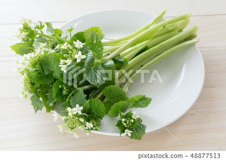 Wasabi flowers Wasabi flowers 48877513
