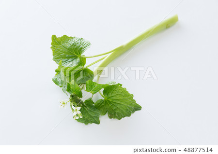 芥末葉和花 48877514