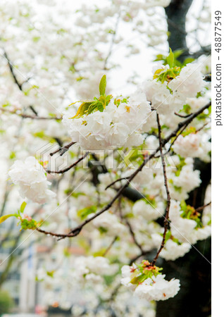 櫻花盛開,白色的櫻花,上野溫泉公園花 櫻花盛開,白色的櫻花,上野溫泉公園花 48877549