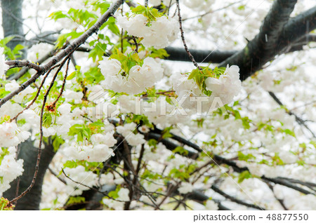 櫻花盛開，白色的櫻花，上野溫泉公園花 48877550