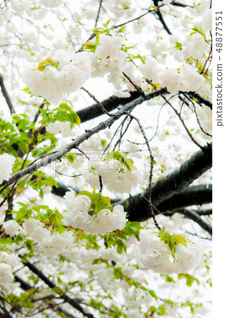 櫻花盛開，白色的櫻花，上野溫泉公園花 48877551