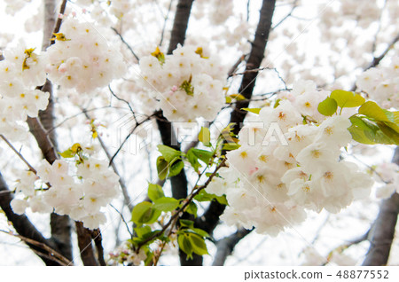 櫻花盛開，白色的櫻花，上野溫泉公園花 48877552