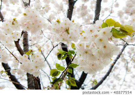 櫻花盛開，白色的櫻花，上野溫泉公園花 48877554