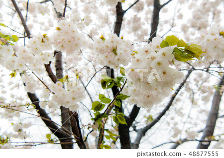 櫻花盛開,白色的櫻花,上野溫泉公園花 櫻花盛開,白色的櫻花,上野溫泉公園花 48877555