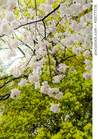 櫻花盛開，白色的櫻花，上野溫泉公園花 48877556