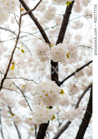 櫻花盛開,白色的櫻花,上野溫泉公園花 櫻花盛開,白色的櫻花,上野溫泉公園花 48877558